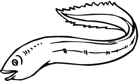 Sea Eel Coloring Page